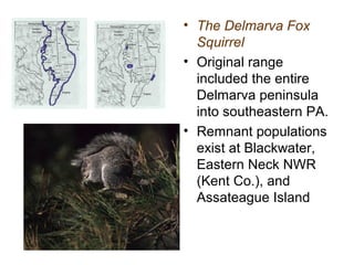 • The Delmarva Fox
Squirrel
• Original range
included the entire
Delmarva peninsula
into southeastern PA.
• Remnant populations
exist at Blackwater,
Eastern Neck NWR
(Kent Co.), and
Assateague Island
 