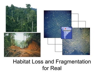 Habitat Loss and Fragmentation
for Real
 