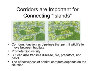 Corridors are Important for
Connecting “Islands”
• Corridors function as pipelines that permit wildlife to
move between habitats
• Promote biodiversity
• But can also transmit disease, fire, predators, and
pests
• The effectiveness of habitat corridors depends on the
situation
 
