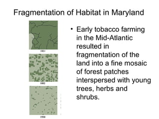 Fragmentation of Habitat in Maryland
• Early tobacco farming
in the Mid-Atlantic
resulted in
fragmentation of the
land into a fine mosaic
of forest patches
interspersed with young
trees, herbs and
shrubs.
 