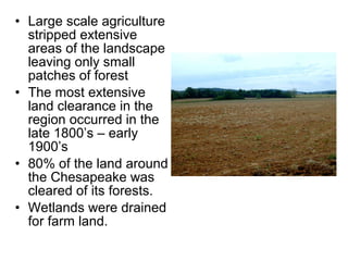 • Large scale agriculture
stripped extensive
areas of the landscape
leaving only small
patches of forest
• The most extensive
land clearance in the
region occurred in the
late 1800’s – early
1900’s
• 80% of the land around
the Chesapeake was
cleared of its forests.
• Wetlands were drained
for farm land.
 