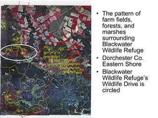 • The pattern of
farm fields,
forests, and
marshes
surrounding
Blackwater
Wildlife Refuge
• Dorchester Co.
Eastern Shore
• Blackwater
Wildlife Refuge’s
Wildlife Drive is
circled
 