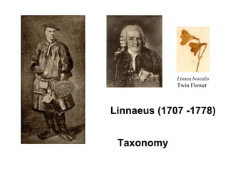 Linnaeus (1707 -1778)
Taxonomy
Linnea borealis
Twin Flower
 