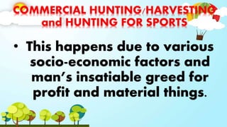 COMMERCIAL HUNTING/HARVESTING
and HUNTING FOR SPORTS
• This happens due to various
socio-economic factors and
man’s insatiable greed for
profit and material things.
 