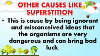 OTHER CAUSES LIKE
SUPERSTITION
• This is cause by being ignorant
and misconceived ideas that
the organisms are very
dangerous and can bring bad
luck.
 