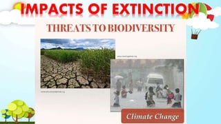 IMPACTS OF EXTINCTION
 