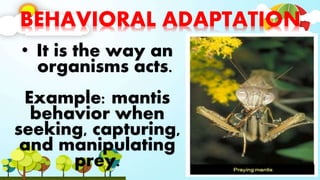 BEHAVIORAL ADAPTATION
• It is the way an
organisms acts.
Example: mantis
behavior when
seeking, capturing,
and manipulating
prey.
 