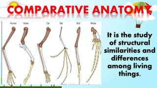 It is the study
of structural
similarities and
differences
among living
things.
 