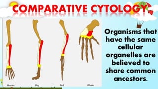 Organisms that
have the same
cellular
organelles are
believed to
share common
ancestors.
 