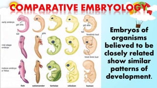 Embryos of
organisms
believed to be
closely related
show similar
patterns of
development.
 