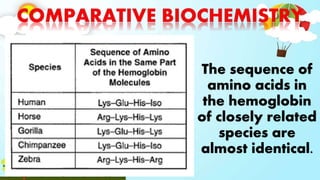 The sequence of
amino acids in
the hemoglobin
of closely related
species are
almost identical.
 
