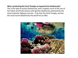 Why is protecting the Coral Triangle so important for biodiversity?
This is the apex of marine biodiversity, and it supplies much of the rest of
the Indian and Pacific Oceans with genetic biodiversity, delivered by the
ocean’s genetic highway currents. If we lose the Coral Triangle, we lose
the most marine biodiversity the world has to offer.
 