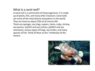 What is a coral reef?
A coral reef is a community of living organisms. It is made
up of plants, fish, and many other creatures. Coral reefs
are some of the most diverse ecosystems in the world.
They are home to about 25% of all marine life!
There are sponges, sea slugs, oysters, clams, crabs, shrimp,
sea worms, starfish and sea urchins, jellyfish and sea
anemones; various types of fungi, sea turtles, and many
species of fish. Think of them as the “rainforests of the
oceans.
 