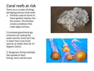 Coral reefs at risk
There are a number of things
damaging precious coral reefs.
1. Fertilizer used on farms or
home gardens washes into
the oceans. The fertilizer
creates conditions that
make algae increase.
2.Increased greenhouse gas
emissions are making the
water warmer. Coral can’t live
in water that is too much
warmer or colder than 26–27
degrees Celsius.
3. Dangerous fishing methods,
like cyanide or blast
fishing, harm and kill coral.
 