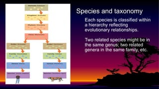Each species is classified within
a hierarchy reflecting
evolutionary relationships.
Two related species might be in
the same genus; two related
genera in the same family, etc.
Species and taxonomy
 