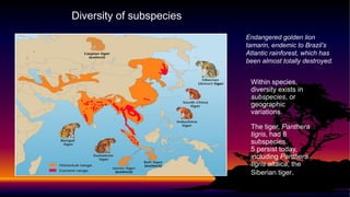 Within species,
diversity exists in
subspecies, or
geographic
variations.
The tiger, Panthera
tigris, had 8
subspecies.
5 persist today,
including Panthera
tigris altaica, the
Siberian tiger.
Diversity of subspecies
Endangered golden lion
tamarin, endemic to Brazil’s
Atlantic rainforest, which has
been almost totally destroyed.
 