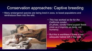 • This has worked so far for the
California condor
(in photo, condor hand puppet feeds
chick so it imprints on birds, not
humans).
• But this is worthless if there is not
adequate habitat left in the wild.
• Many endangered species are being bred in zoos, to boost populations and
reintroduce them into the wild.
Conservation approaches: Captive breeding
 