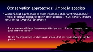 • When habitat is preserved to meet the needs of an “umbrella species,”
it helps preserve habitat for many other species. (Thus, primary species
serve as an “umbrella” for others.)
• Large species with large home ranges (like tigers and other top predators) are
good umbrella species.
• So are flagship species, or charismatic species that win public affection, like the
panda.
Conservation approaches: Umbrella species
 