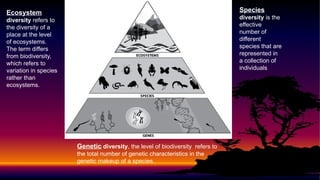Species
diversity is the
effective
number of
different
species that are
represented in
a collection of
individuals
Genetic diversity, the level of biodiversity refers to
the total number of genetic characteristics in the
genetic makeup of a species.
Ecosystem
diversity refers to
the diversity of a
place at the level
of ecosystems.
The term differs
from biodiversity,
which refers to
variation in species
rather than
ecosystems.
 