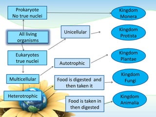 All living
organisms
Prokaryote
No true nuclei
Eukaryotes
true nuclei
Kingdom
Monera
Multicellular
Autotrophic
Heterotrophic
Kingdom
Plantae
Unicellular Kingdom
Protista
Food is digested and
then taken it
Food is taken in
then digested
Kingdom
Fungi
Kingdom
Animalia
 