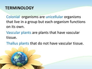 TERMINOLOGY
Colonial organisms are unicellular organisms
that live in a group but each organism functions
on its own.
Vascular plants are plants that have vascular
tissue.
Thallus plants that do not have vascular tissue.
 