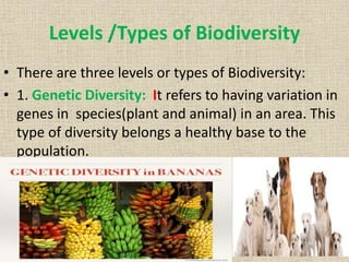 Levels /Types of Biodiversity
• There are three levels or types of Biodiversity:
• 1. Genetic Diversity: It refers to having variation in
genes in species(plant and animal) in an area. This
type of diversity belongs a healthy base to the
population.
 