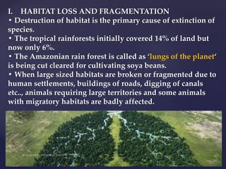 I. HABITAT LOSS AND FRAGMENTATION
• Destruction of habitat is the primary cause of extinction of
species.
• The tropical rainforests initially covered 14% of land but
now only 6%.
• The Amazonian rain forest is called as ‘lungs of the planet‘
is being cut cleared for cultivating soya beans.
• When large sized habitats are broken or fragmented due to
human settlements, buildings of roads, digging of canals
etc.., animals requiring large territories and some animals
with migratory habitats are badly affected.
 
