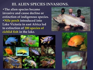 •The alien species became
invasive and cause decline or
extinction of indigenous species.
•Nile perch introduced into
Lake Victoria in east Africa led
to extinction of 200 species of
cichlid fish in the lake.
III. ALIEN SPECIES INVASIONS.
 