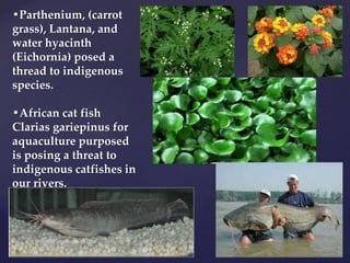•Parthenium, (carrot
grass), Lantana, and
water hyacinth
(Eichornia) posed a
thread to indigenous
species.
•African cat fish
Clarias gariepinus for
aquaculture purposed
is posing a threat to
indigenous catfishes in
our rivers.
 