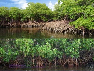 muralishingri@gmail.com
https://scientifickoppal.wixsite.com/muralidhar-shingri
 