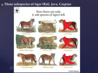  Three subspecies of tiger (Bali, Java, Caspian
 