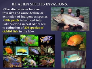 •The alien species became
invasive and cause decline or
extinction of indigenous species.
•Nile perch introduced into
Lake Victoria in east Africa led
to extinction of 200 species of
cichlid fish in the lake.
III. ALIEN SPECIES INVASIONS.
muralishingri@gmail.com
https://scientifickoppal.wixsite.com/muralidhar-shingri
 