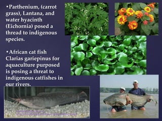 •Parthenium, (carrot
grass), Lantana, and
water hyacinth
(Eichornia) posed a
thread to indigenous
species.
•African cat fish
Clarias gariepinus for
aquaculture purposed
is posing a threat to
indigenous catfishes in
our rivers.
muralishingri@gmail.com
https://scientifickoppal.wixsite.com/muralidhar-shingri
 