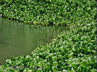 muralishingri@gmail.com
https://scientifickoppal.wixsite.com/muralidhar-shingri
 