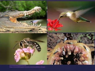 IV. CO-EXTINCTIONS
•When a species becomes extinct, the plant and animal
species associated with it an obligatory way also become
extinct.
•Extinction of Host species leads to extinction of the
parasite also.
•Co-evolved plant-pollinator mutualism where extinction
of one invariably lead to the extinction of the other.
muralishingri@gmail.com
https://scientifickoppal.wixsite.com/muralidhar-shingri
 