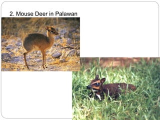 2. Mouse Deer in Palawan
 