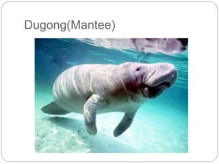 Dugong(Mantee)
 