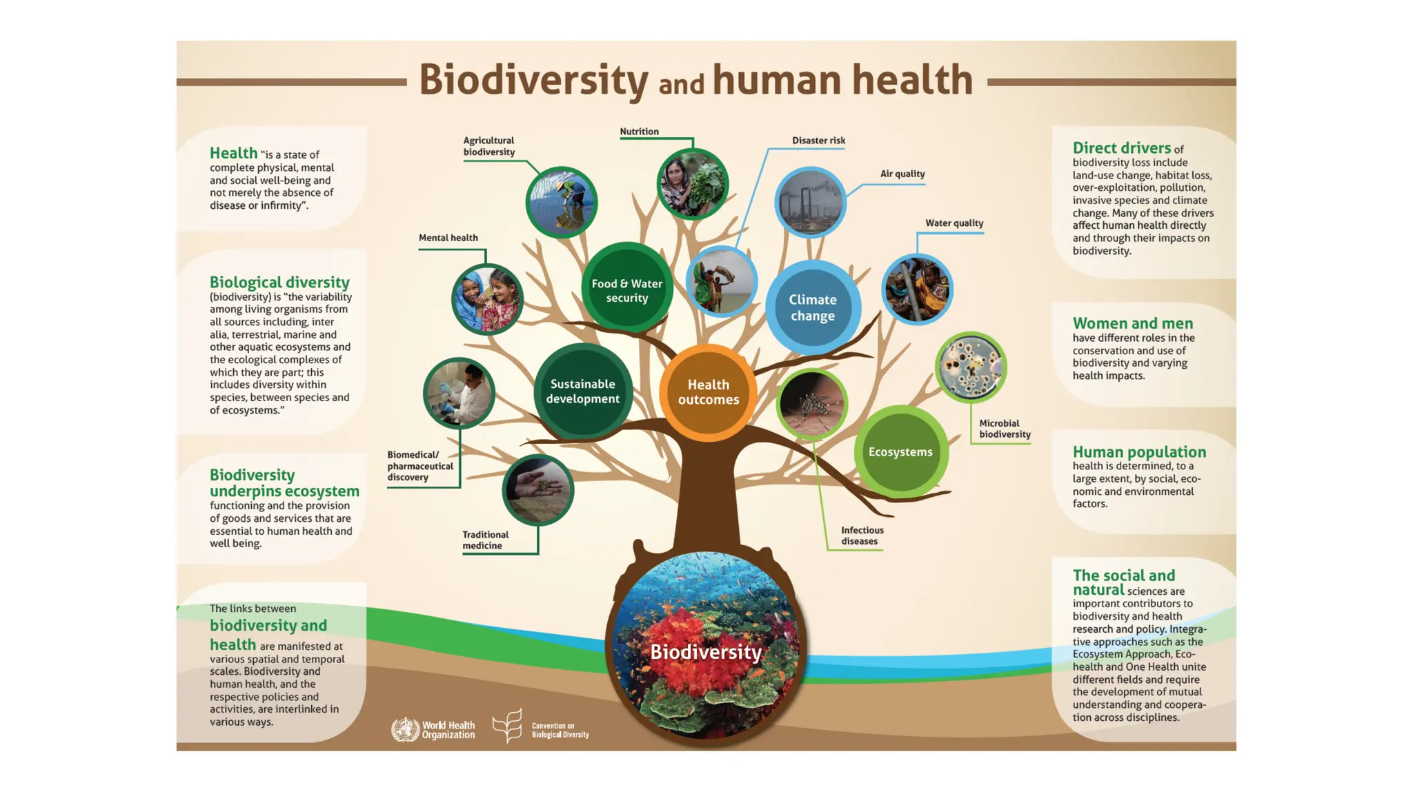 Biodiversity and Health Presentation UN CBD | PDF