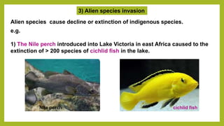 3) Alien species invasion
Alien species cause decline or extinction of indigenous species.
e.g.
1) The Nile perch introduced into Lake Victoria in east Africa caused to the
extinction of > 200 species of cichlid fish in the lake.
cichlid fish
Nile perch
 