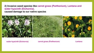 2) Invasive weed species like carrot grass (Parthenium), Lantana and
water hyacinth (Eichornia).
caused damage to our native species
carrot grass (Parthenium) Lantana
water hyacinth (Eichornia)
 