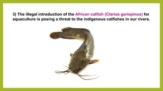 3) The illegal introduction of the African catfish (Clarias gariepinus) for
aquaculture is posing a threat to the indigenous catfishes in our rivers.
 