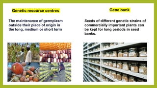 The maintenance of germplasm
outside their place of origin in
the long, medium or short term
Genetic resource centres Gene bank
Seeds of different genetic strains of
commercially important plants can
be kept for long periods in seed
banks.
 