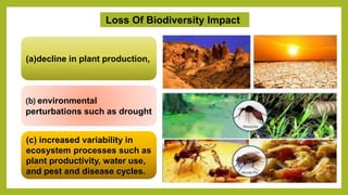 Loss Of Biodiversity Impact
(a)decline in plant production,
(b) environmental
perturbations such as drought
(c) increased variability in
ecosystem processes such as
plant productivity, water use,
and pest and disease cycles.
 