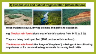 1) Habitat loss and habitat fragmentation (deforestation)
Most important cause, driving animals and plants to extinction.
e.g. Tropical rain forest (loss area of earth’s surface from 14 % to 6 %).
They are being destroyed fast (1000 hectors within an hour).
The Amazon rain forest (the ‘lungs of the planet’) is being cut for cultivating
soya beans or for conversion to grasslands for raising beef cattle.
 