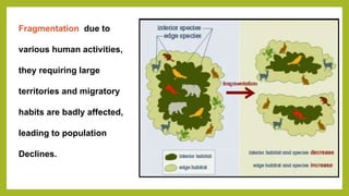 Fragmentation due to
various human activities,
they requiring large
territories and migratory
habits are badly affected,
leading to population
Declines.
 
