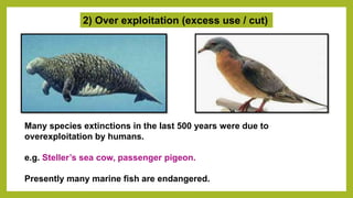 2) Over exploitation (excess use / cut)
Many species extinctions in the last 500 years were due to
overexploitation by humans.
e.g. Steller’s sea cow, passenger pigeon.
Presently many marine fish are endangered.
 