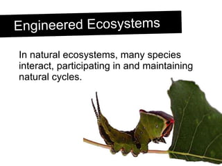 Engineered Ecosystem Biodiversity and Monocultures | PPT