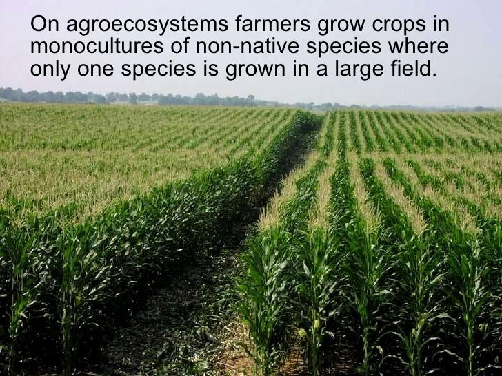 Biodiversity and Monocultures