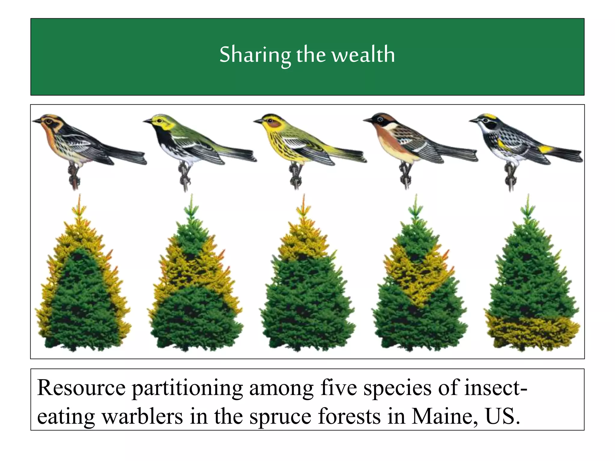 Sharingthe wealth
Resource partitioning among five species of insect-
eating warblers in the spruce forests in Maine, US.
 