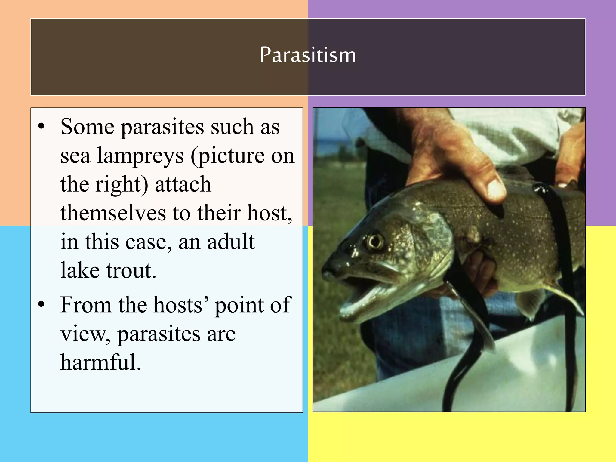 Parasitism
• Some parasites such as
sea lampreys (picture on
the right) attach
themselves to their host,
in this case, an adult
lake trout.
• From the hosts’ point of
view, parasites are
harmful.
 
